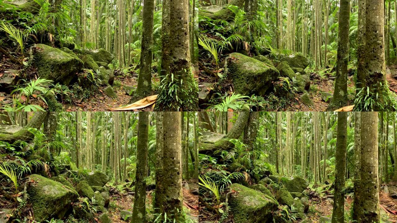 澳大利亚雨林4k雨林树冠的平移视图