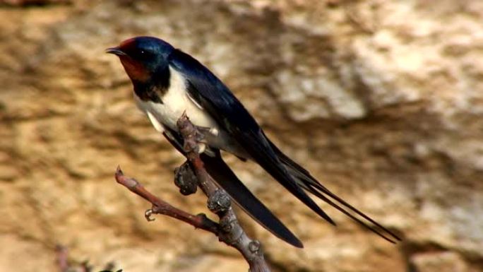 春季时，谷仓燕子鸟 (Hirundo rustica) 栖息在木柴上