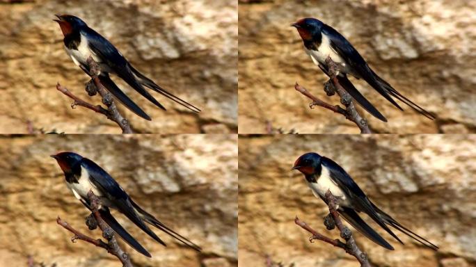 春季时，谷仓燕子鸟 (Hirundo rustica) 栖息在木柴上