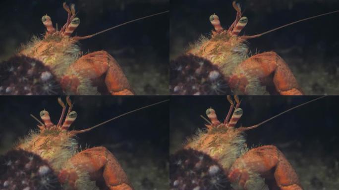 寄居蟹移动触角和天线-特写