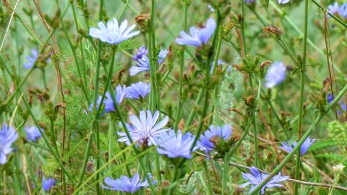 自然背景上的蓝色花朵。野生菊苣菊苣花