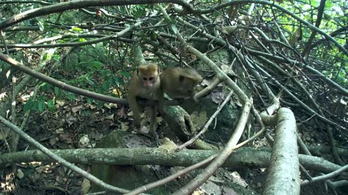 南亚斯里兰卡丛林中的年轻猕猴 (猕猴，斯里兰卡特有种)