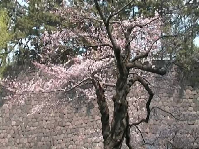 日本樱花和皇家城堡细节