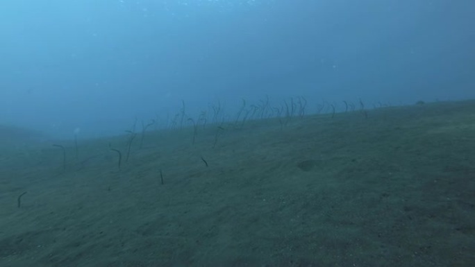 花园鳗鱼从黑色火山沙上的洞中觅食。印度尼西亚大洋洲巴厘岛白盆花园鳗鱼-Gorgasia macula