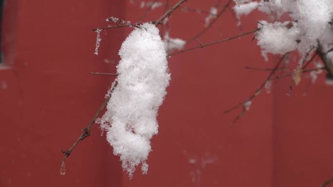 大雪过后挂着厚厚白雪的树枝2