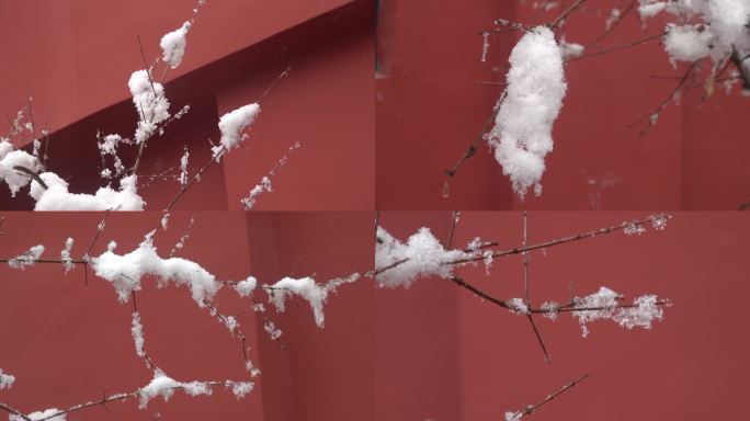 大雪过后挂着厚厚白雪的树枝2