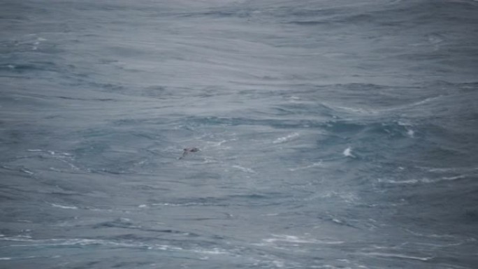 南极洲的信天翁