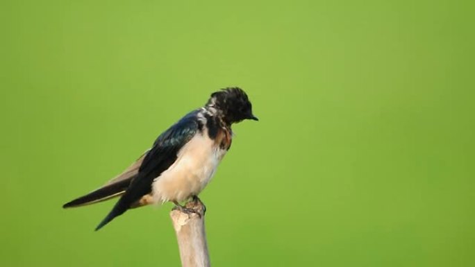 自然上的谷仓燕子鸟