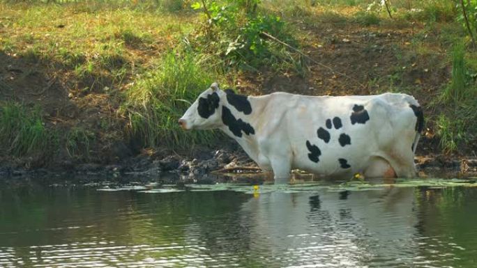大热天牛站在水里