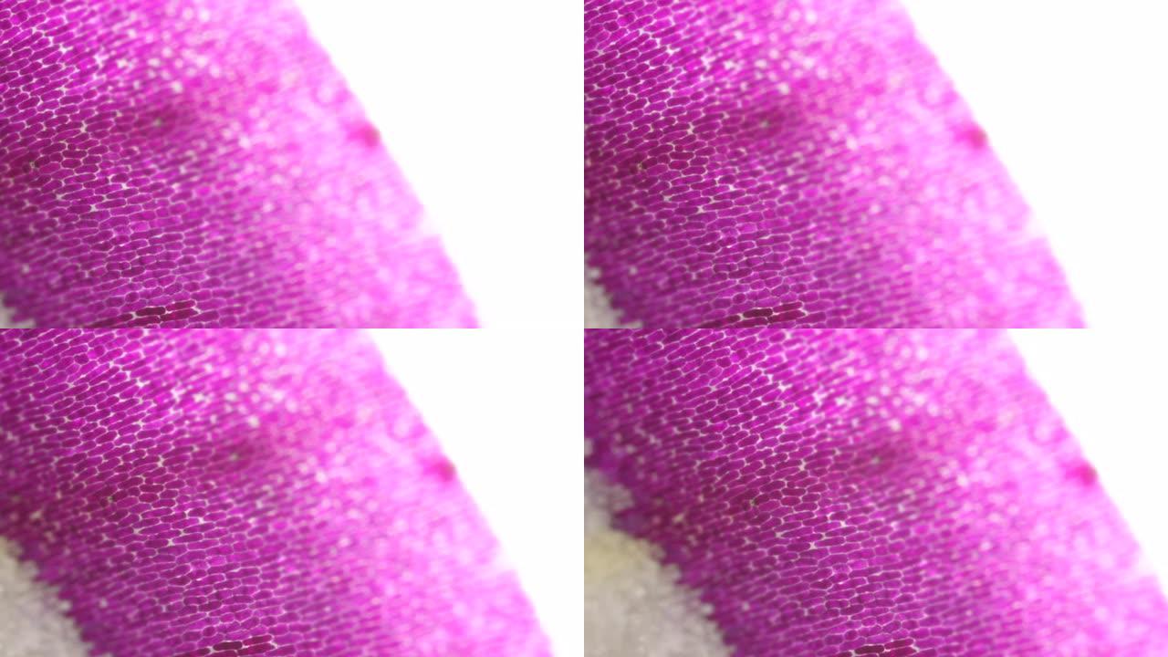 洋葱紫色边缘的微距镜头