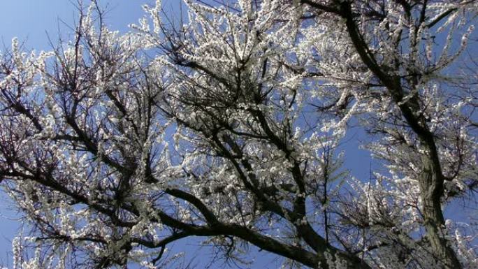 花朵盛开的樱桃 (Prunus avium)，乌克兰，东欧