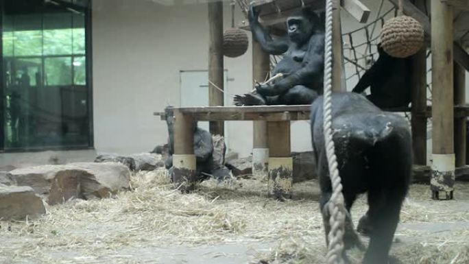 大猩猩在动物园玩耍