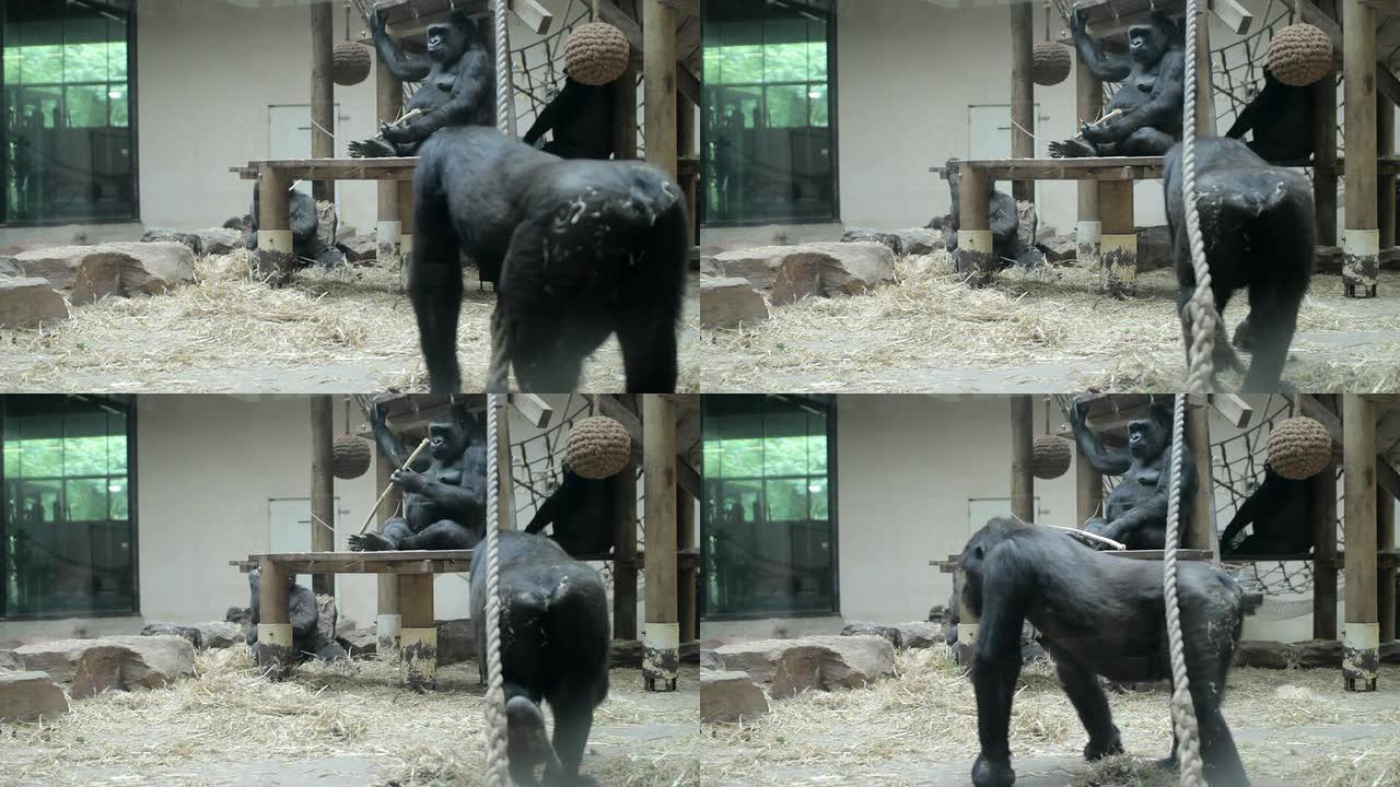 大猩猩在动物园玩耍