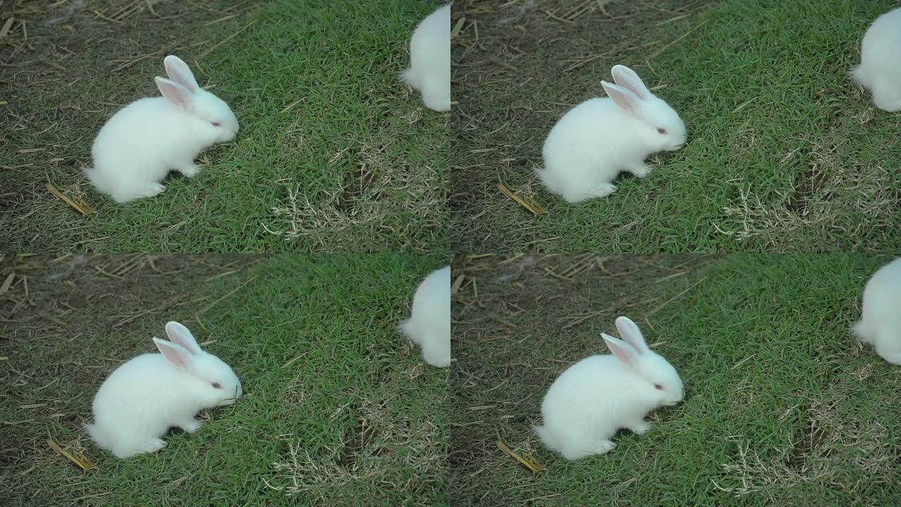 兔子吃和啃草。