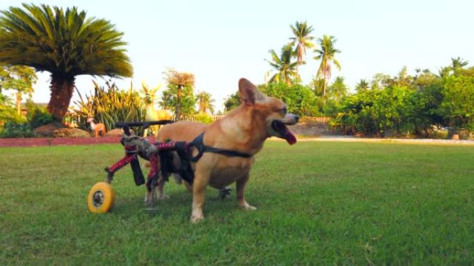 快乐可爱的残疾小狗坐在轮椅上或手推车在草地上行走，超高清4K。