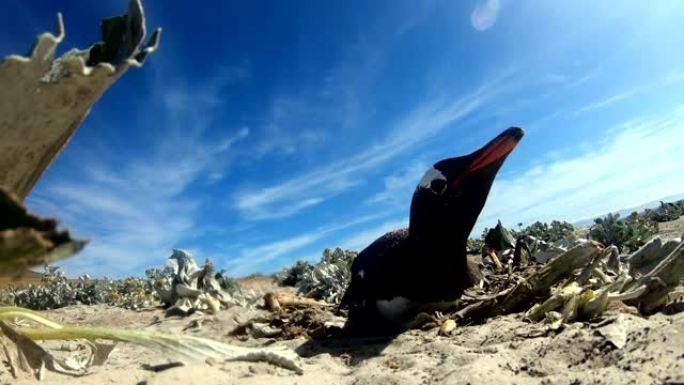 福克兰群岛海滩的Gentoo企鹅 (Pygoscelis papua)