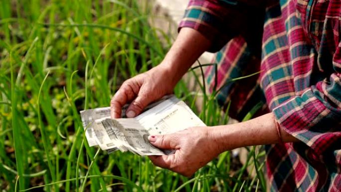 印度或亚洲女农民在郁郁葱葱的绿色农场前数钱