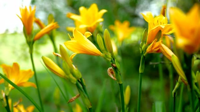 美丽的花朵是黄色的百合