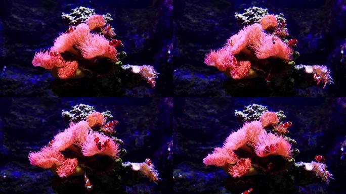 太平洋水下环境，在海洋水族馆中使用Ocellaris小丑鱼海鱼