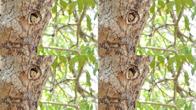 热带雨林中高树巢中的线状巴贝鸟。