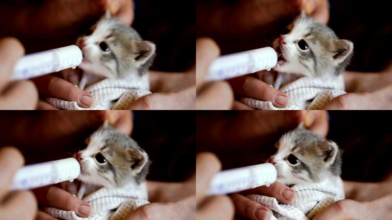 小猫用注射器喂牛奶。视频25帧