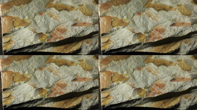 Glossopteris Leaf-二叠纪化石