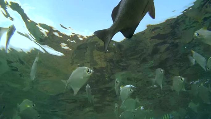 一大群鱼银月鱼或银月鱼 (Monodactylus argenteus) 在水面下喂食 (仰视)，印