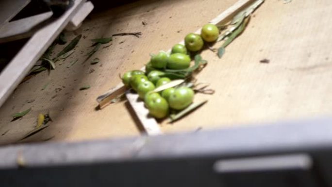 关闭橄榄油厂脱叶机中的橄榄-制作特级初榨橄榄油