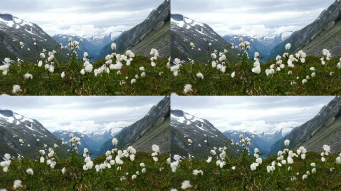 挪威Gamle Strynefjellsvegen的鲜花和山景