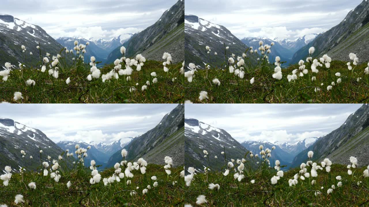 挪威Gamle Strynefjellsvegen的鲜花和山景