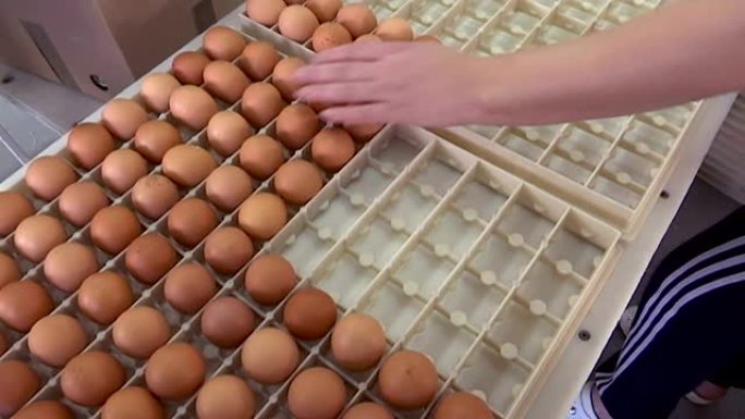 鸡蛋生产-包装过程