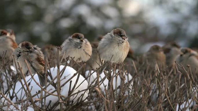 衣衫褴褛的麻雀，栖息在剃光的雪灌木上。