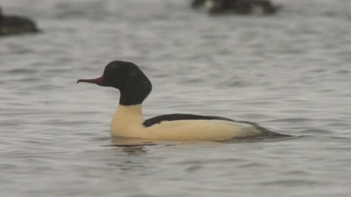 普通秋沙鸭 (Mergus merganser)