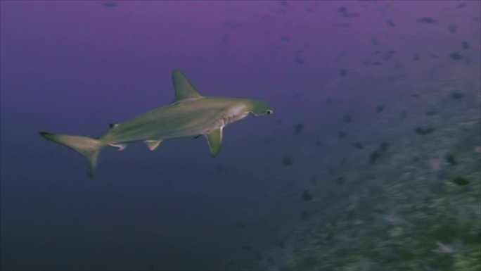 扇形锤头鲨，水下射击
