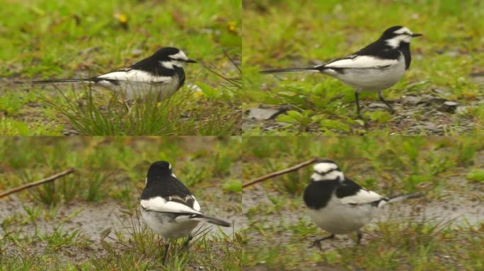 库纳希尔的白w (Motacilla alba lugens)