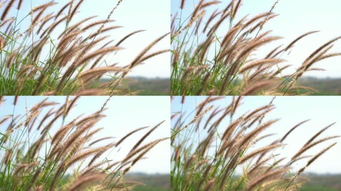 4K CL组美丽摇曳的天然草花在白天早晨的天空背景下，在框架的左侧抵御阳光和风。