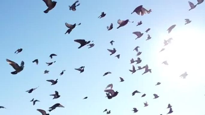 鸽子在面对纽约市的哈德逊河上飞翔