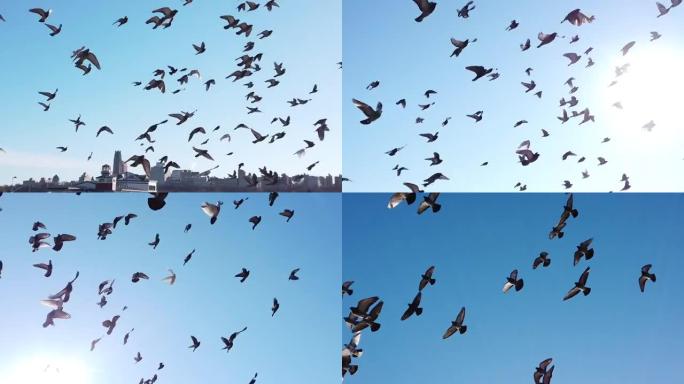 鸽子在面对纽约市的哈德逊河上飞翔