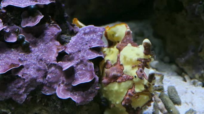 小丑蛙鱼在海洋植物附近休息