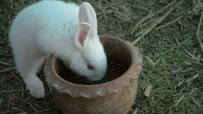 兔子吃和啃草。