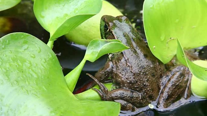 绿色青蛙，石板，坐在睡莲垫上