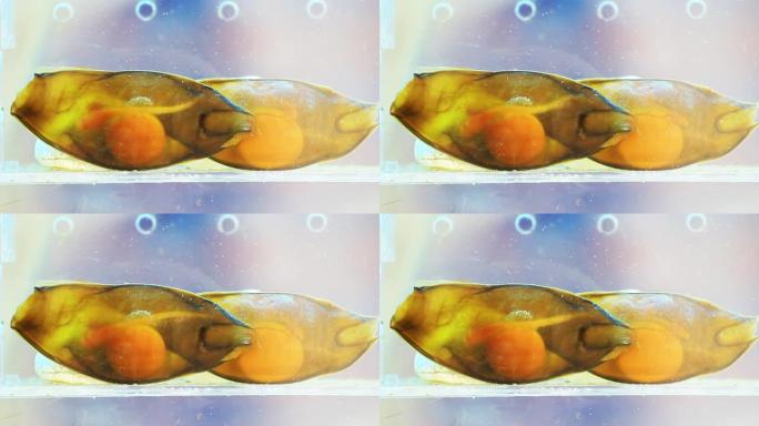 竹鲨胚胎