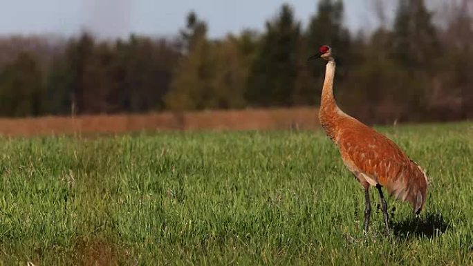 沙丘鹤，加拿大Grus canadensis，在草地上移动