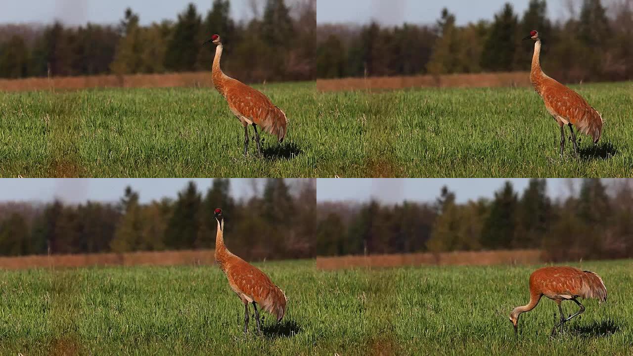 沙丘鹤，加拿大Grus canadensis，在草地上移动