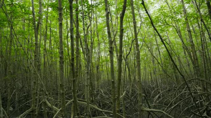 泰国罗勇府通叉丁字裤绿叶红树林的平移镜头