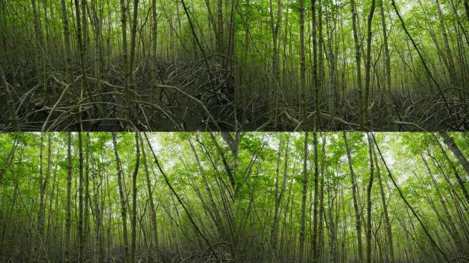 泰国罗勇府通叉丁字裤绿叶红树林的平移镜头