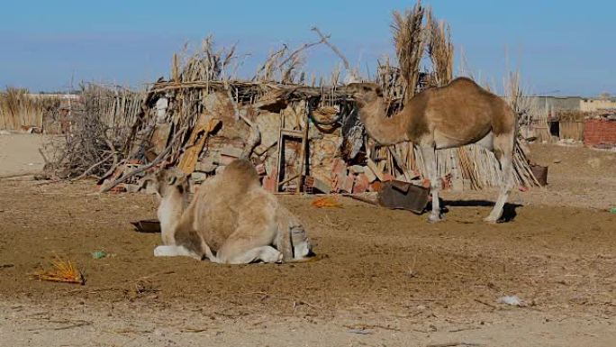 撒哈拉沙漠，单峰骆驼