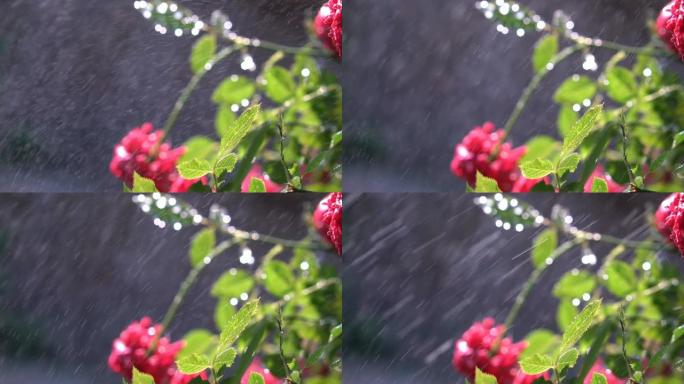 玫瑰花、绿叶和落水下雨清新、自然和水疗概念背景