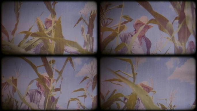 玉米地里的农民。一位戴着草帽和背心的老人走过玉米田，检查收成。复古视频。复古。