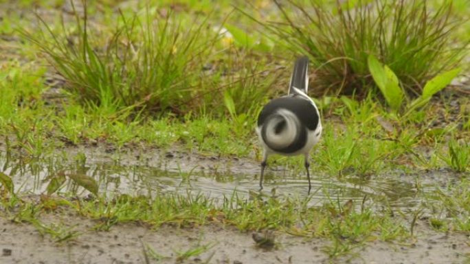 库纳希尔的白w (Motacilla alba lugens)